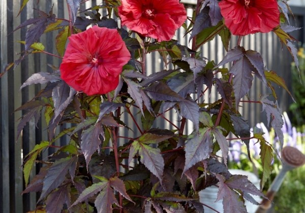 Hibiscus moscheutos Carousel Red Wine