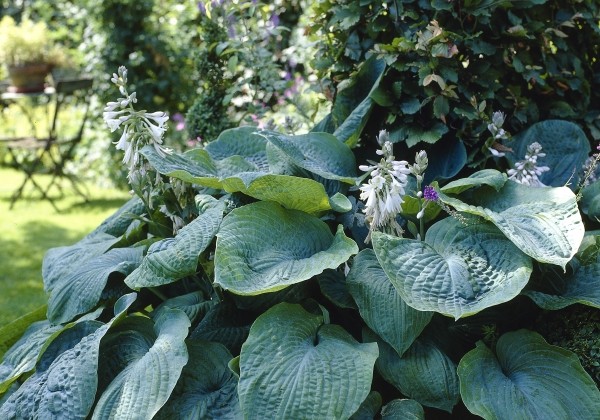 Hosta Big Daddy
