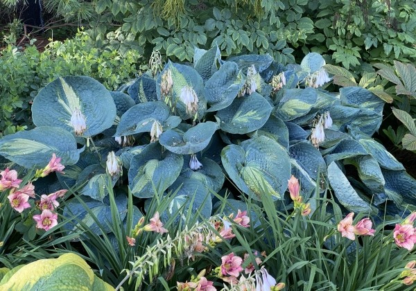 Hosta Dream Queen