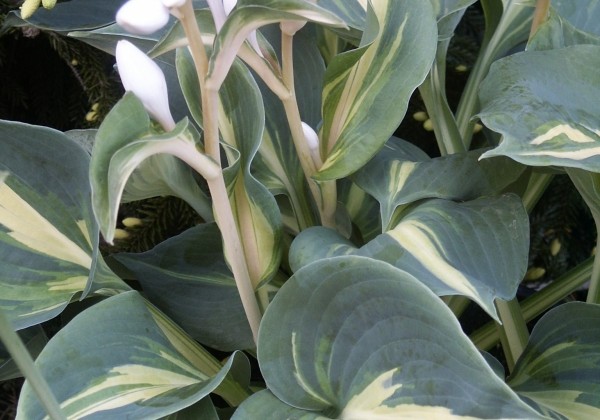 Hosta Dream Queen