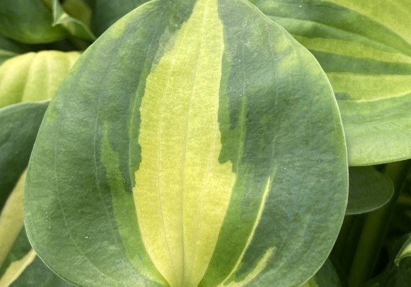 Hosta Dream Queen