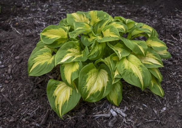 Hosta Shadowland Etched Glass