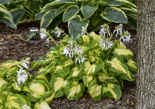 Hosta Shadowland Etched Glass