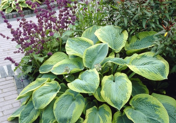 Hosta Frances Williams
