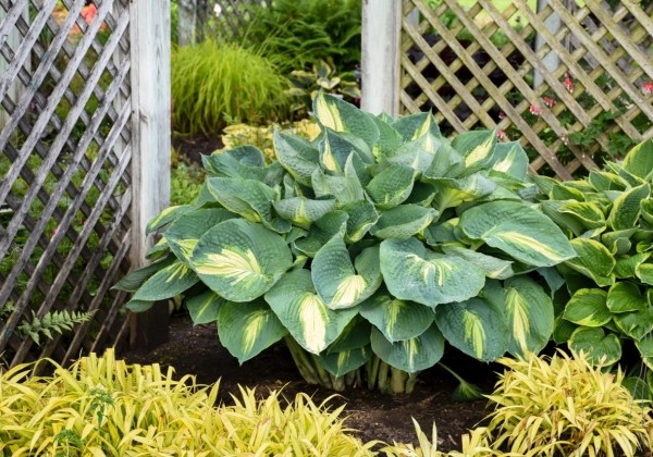 Hosta Shadowland Hudson Bay