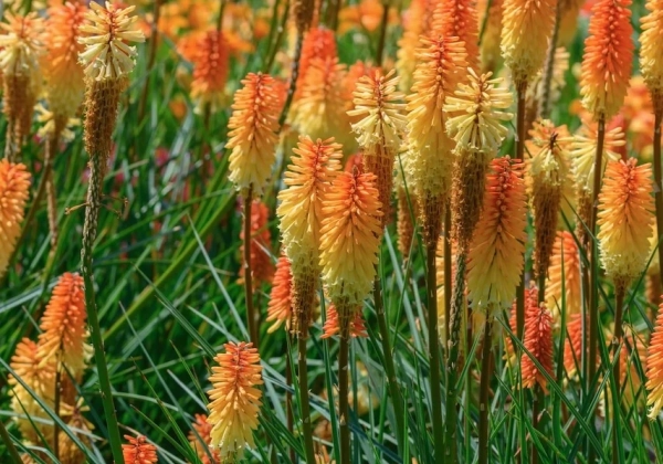 Kniphofia uvaria Tawny King