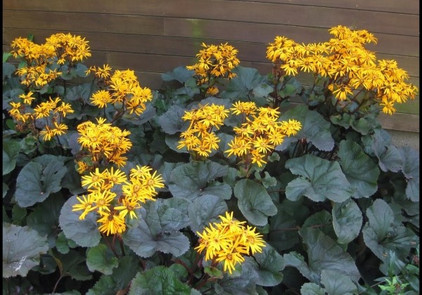 ligularia-dentata-britt-marie-crawford-jaunst-di-onava-lv