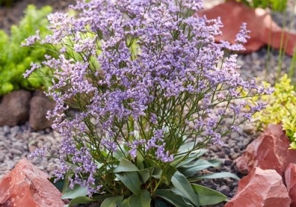 Limonium gmellinie Dazzle Rocks