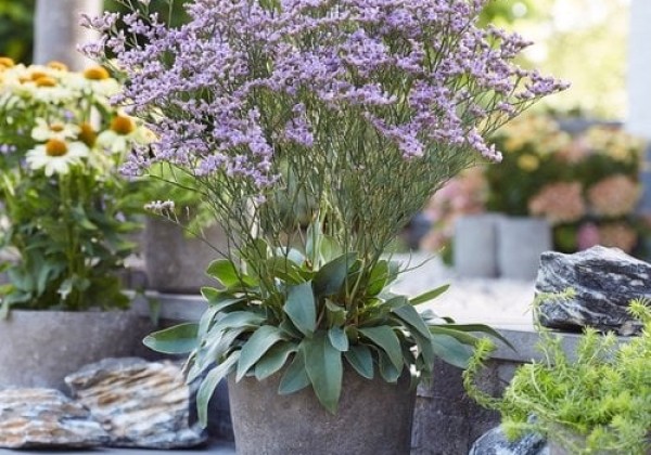 Limonium gmellinie Dazzle Rocks