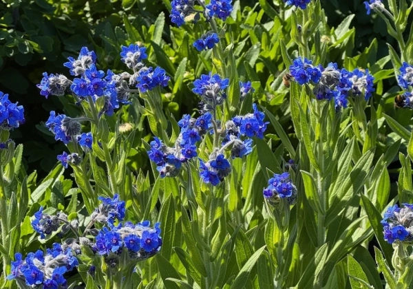 Lindelofia longiflora Fritz Pick