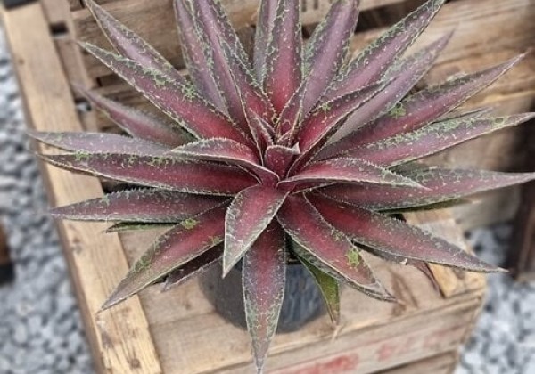 Mangave hybrida Blazing Saddles