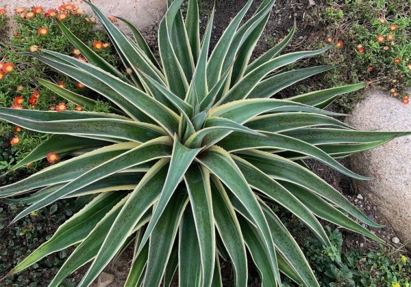 Mangave hybrida Navajo Princess