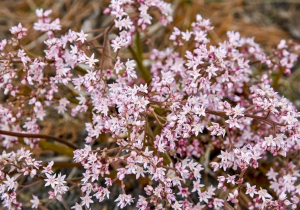 Oredenia  Fusion of Fire
