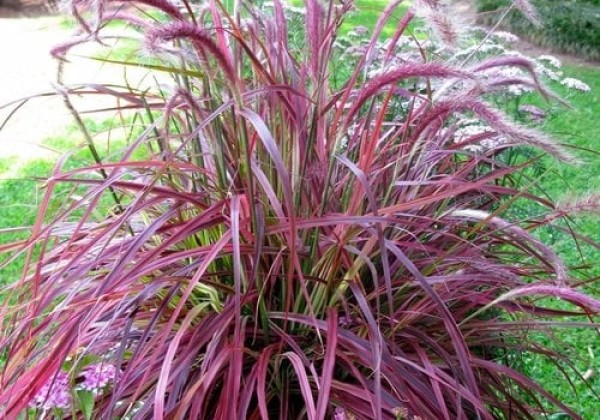 Pennisetum advena Fireworks