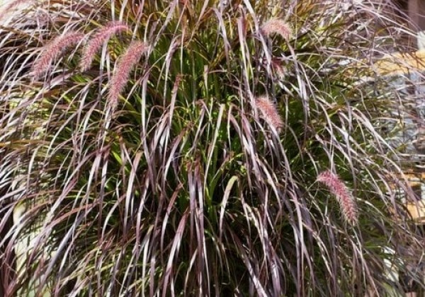 Pennisetum advena Rubrum