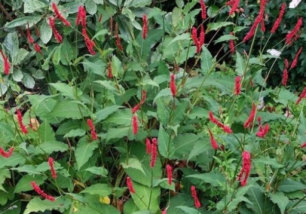 Persicaria amplexicaulis Bloody Mary