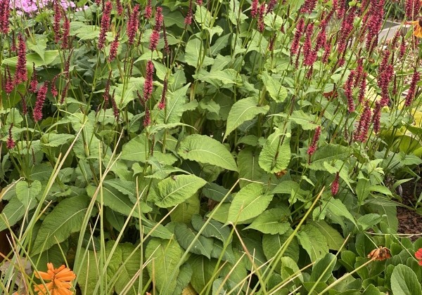 Persicaria amplexicaulis Bonfire