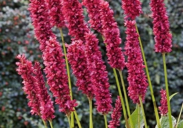 Persicaria amplexicaulis Fat Domino