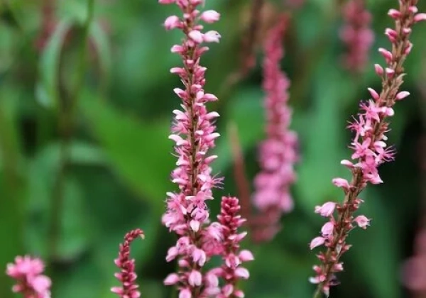 Persicaria amplexicaulis Flamingo Feathers