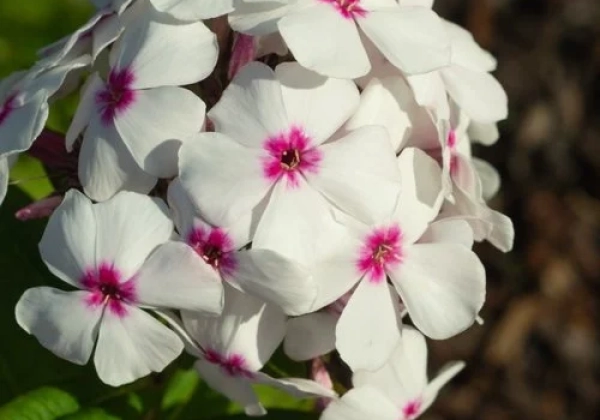 Phlox paniculata Famous White Eye