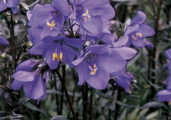 Polemonium Bressingham Purple