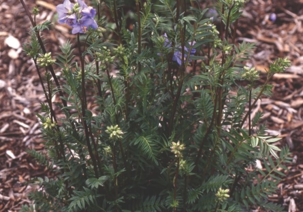 Polemonium Bressingham Purple