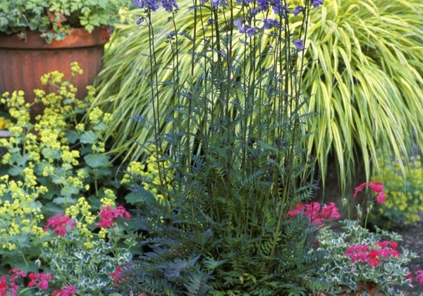 Polemonium Bressingham Purple