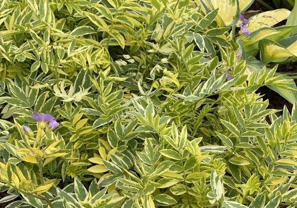 Polemonium  Golden Feathers