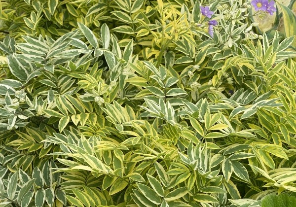 Polemonium  Golden Feathers