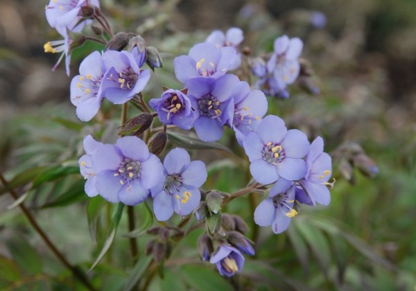 Polemonium Heaven Scent