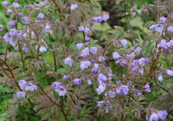 Polemonium Heaven Scent