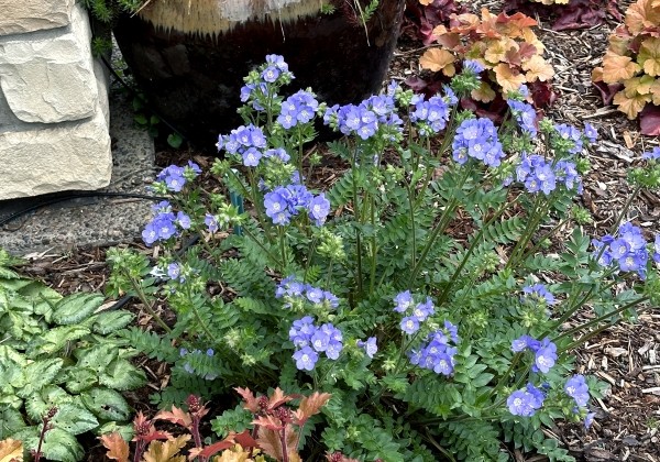 Polemonium  Hurricane Ridge