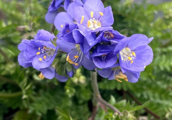 Polemonium  Hurricane Ridge