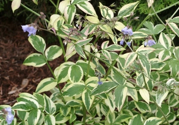 Polemonium Stairway to Heaven
