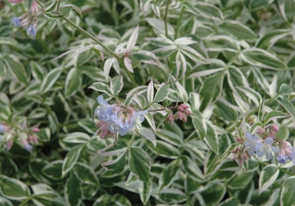 Polemonium Touch of Class
