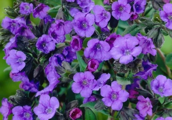 Pulmonaria Blue Ensign