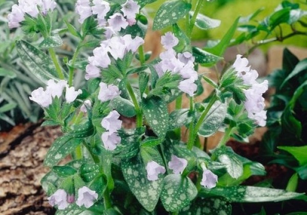 Pulmonaria Opal