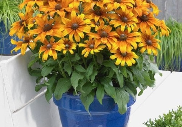 Rudbeckia hirta Summerina Butterscotch Biscuit