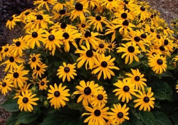 Rudbeckia fulgida Early Bird Gold