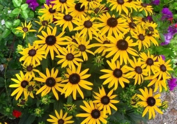 Rudbeckia fulgida Little Goldstar