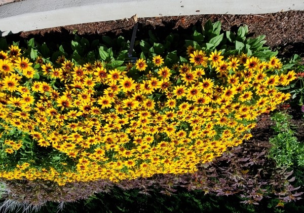 Rudbeckia hirta MiniBeckia™ Flame