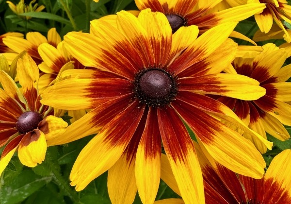 Rudbeckia hirta MiniBeckia™ Flame