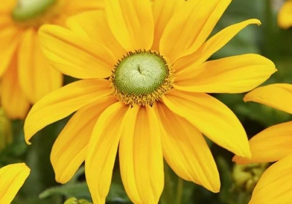 Rudbeckia hirta Sunbeckia Ophelia