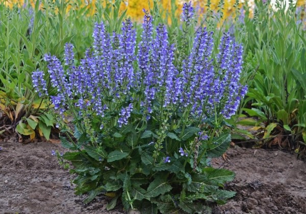 Salvia Color Spires Azure Snow