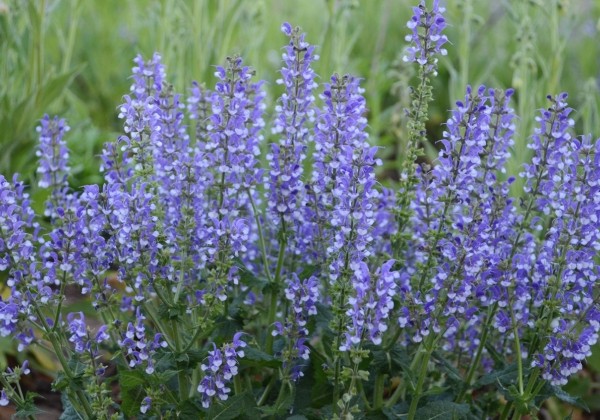 Salvia Color Spires Azure Snow