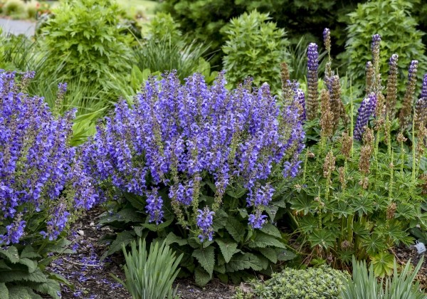 Salvia  Big Sky