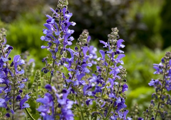 Salvia  Big Sky