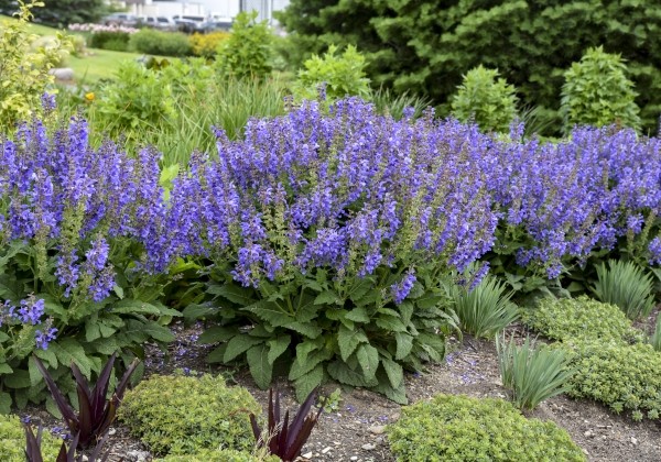 Salvia  Big Sky