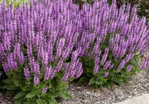 Salvia Color Spires Back to the Fuchsia