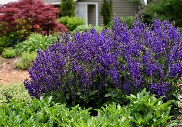 Salvia Fashionista Evening Attire
